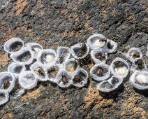 IMG_5814 13/10/2019 - Surprise en soulevant un bois flotté : des araignées qui couvent leurs œufs. A fascinating find on our beachcombing walk along the rocky Pacific...